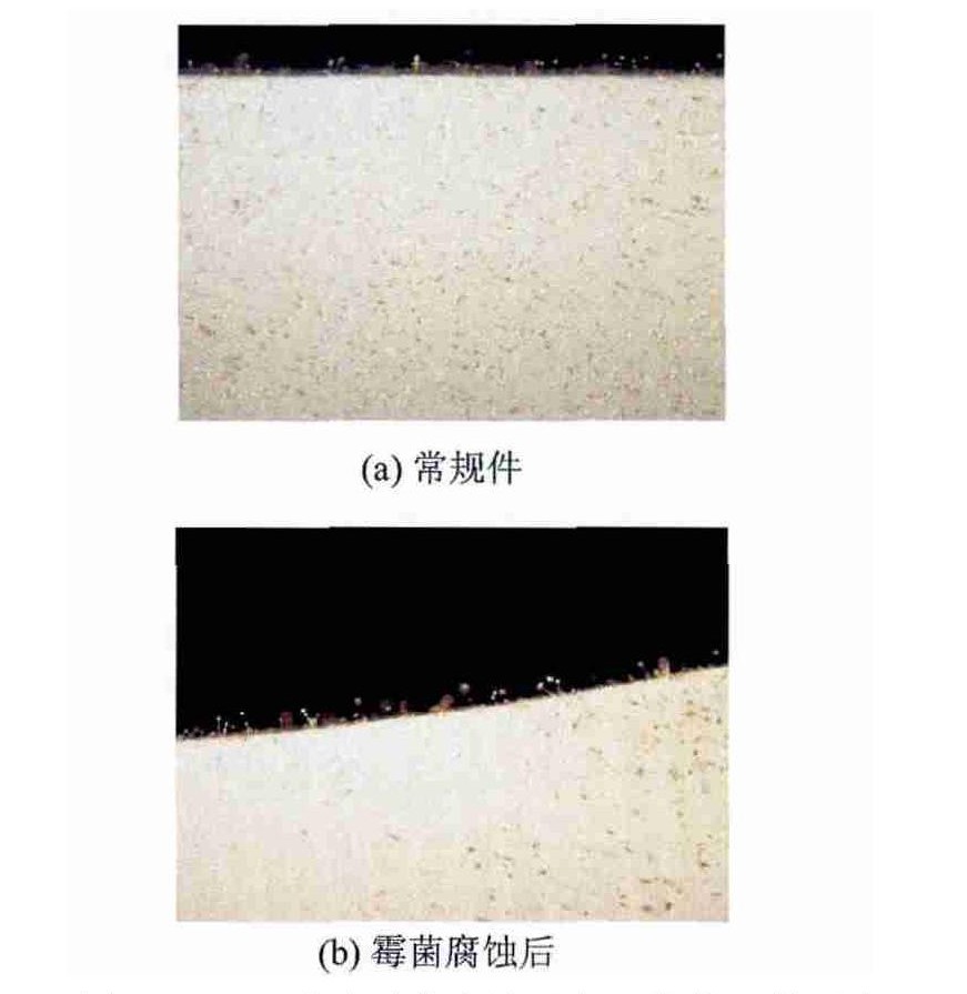 低空載人飛行器霉菌實驗箱對飛行汽車樣品的試驗研究(圖3)